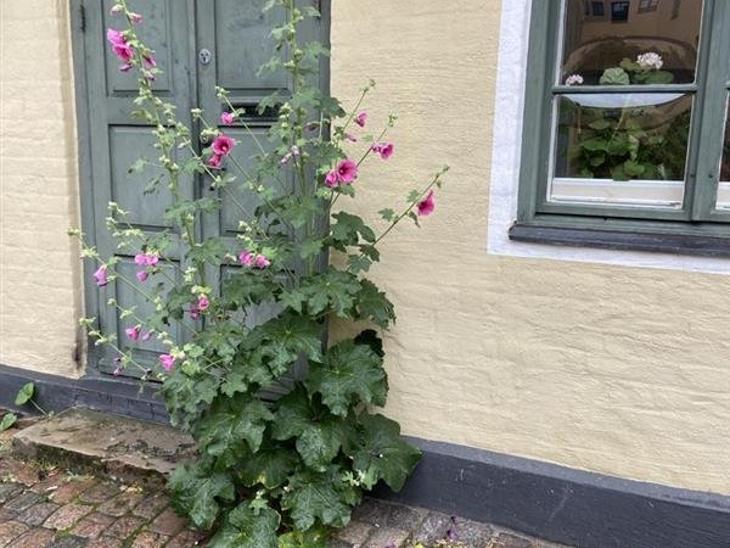 Bostad Lilla tomegatan Lund
