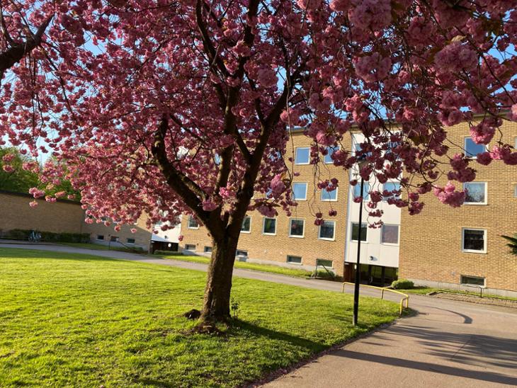 Bostad Godtemplaregatan Hässleholm